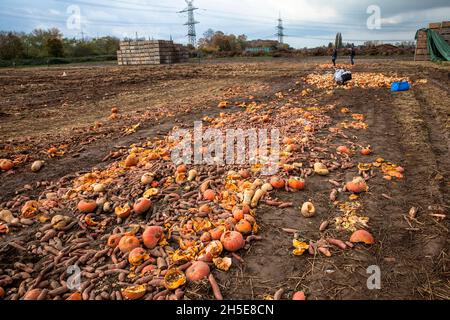 Da Kürbisse und Süßkartoffeln nicht dem kommerziellen Standard entsprechen, wirft ein Landwirt Tonnen Gemüse auf seinem Feld ab, die Menschen können sie für f sammeln Stockfoto