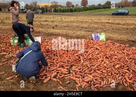 Da Kürbisse und Süßkartoffeln nicht dem kommerziellen Standard entsprechen, wirft ein Landwirt Tonnen Gemüse auf seinem Feld ab, die Menschen können sie für f sammeln Stockfoto