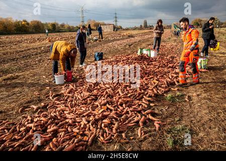 Da Kürbisse und Süßkartoffeln nicht dem kommerziellen Standard entsprechen, wirft ein Landwirt Tonnen Gemüse auf seinem Feld ab, die Menschen können sie für f sammeln Stockfoto