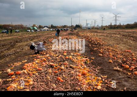 Da Kürbisse und Süßkartoffeln nicht dem kommerziellen Standard entsprechen, wirft ein Landwirt Tonnen Gemüse auf seinem Feld ab, die Menschen können sie für f sammeln Stockfoto
