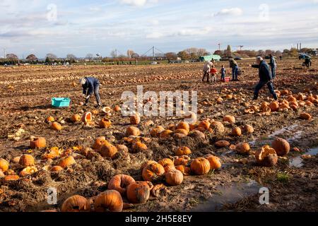 Da Kürbisse und Süßkartoffeln nicht dem kommerziellen Standard entsprechen, wirft ein Landwirt Tonnen Gemüse auf seinem Feld ab, die Menschen können sie für f sammeln Stockfoto