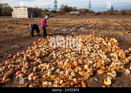 Da Kürbisse und Süßkartoffeln nicht dem kommerziellen Standard entsprechen, wirft ein Landwirt Tonnen Gemüse auf seinem Feld ab, die Menschen können sie für f sammeln Stockfoto
