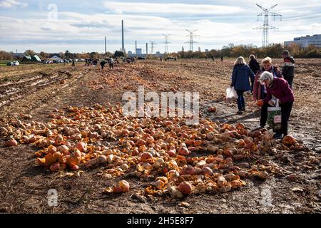 Da Kürbisse und Süßkartoffeln nicht dem kommerziellen Standard entsprechen, wirft ein Landwirt Tonnen Gemüse auf seinem Feld ab, die Menschen können sie für f sammeln Stockfoto