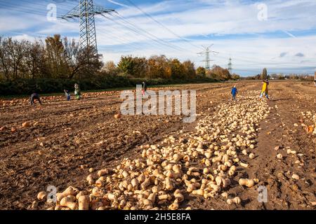 Da Kürbisse und Süßkartoffeln nicht dem kommerziellen Standard entsprechen, wirft ein Landwirt Tonnen Gemüse auf seinem Feld ab, die Menschen können sie für f sammeln Stockfoto