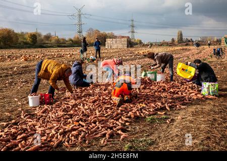 Da Kürbisse und Süßkartoffeln nicht dem kommerziellen Standard entsprechen, wirft ein Landwirt Tonnen Gemüse auf seinem Feld ab, die Menschen können sie für f sammeln Stockfoto