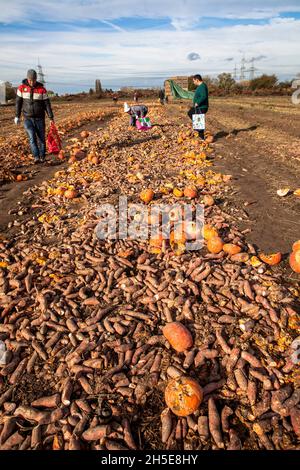 Da Kürbisse und Süßkartoffeln nicht dem kommerziellen Standard entsprechen, wirft ein Landwirt Tonnen Gemüse auf seinem Feld ab, die Menschen können sie für f sammeln Stockfoto