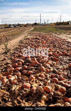 Da Kürbisse und Süßkartoffeln nicht dem kommerziellen Standard entsprechen, wirft ein Landwirt Tonnen Gemüse auf seinem Feld ab, die Menschen können sie für f sammeln Stockfoto