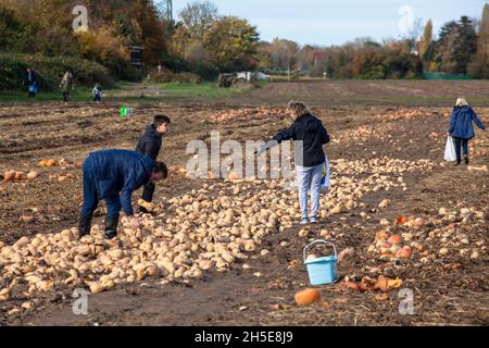 Da Kürbisse und Süßkartoffeln nicht dem kommerziellen Standard entsprechen, wirft ein Landwirt Tonnen Gemüse auf seinem Feld ab, die Menschen können sie für f sammeln Stockfoto