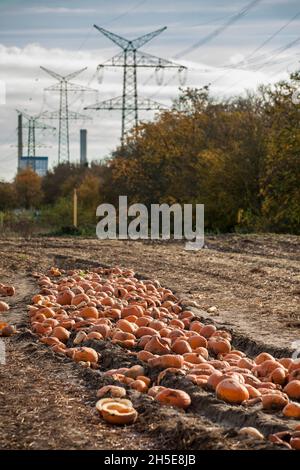 Da Kürbisse und Süßkartoffeln nicht dem kommerziellen Standard entsprechen, wirft ein Landwirt Tonnen Gemüse auf seinem Feld ab, die Menschen können sie für f sammeln Stockfoto