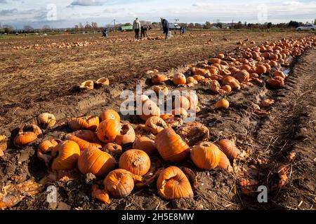 Da Kürbisse und Süßkartoffeln nicht dem kommerziellen Standard entsprechen, wirft ein Landwirt Tonnen Gemüse auf seinem Feld ab, die Menschen können sie für f sammeln Stockfoto