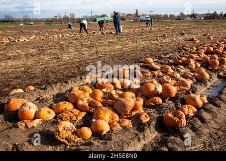 Da Kürbisse und Süßkartoffeln nicht dem kommerziellen Standard entsprechen, wirft ein Landwirt Tonnen Gemüse auf seinem Feld ab, die Menschen können sie für f sammeln Stockfoto