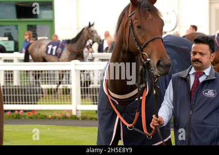 Geschmack der Atmosphäre und Nervenkitzel eines Tages bei den Rennen mit der Menge und den Pferden Stockfoto