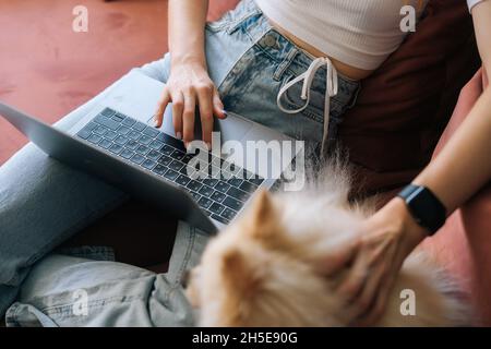 Nahaufnahme einer unerkennbaren jungen Frau, die auf einem Laptop-Computer auf dem Sofa sitzt und den hübschen kleinen spitz-Hund streichelt. Stockfoto