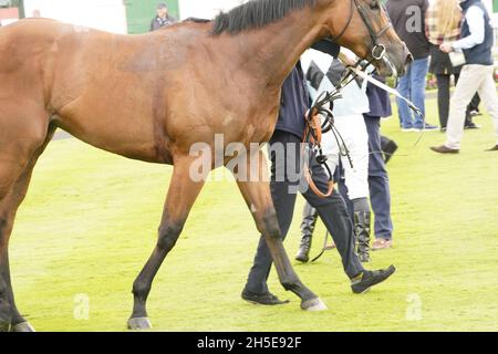 Geschmack der Atmosphäre und Nervenkitzel eines Tages bei den Rennen mit der Menge und den Pferden Stockfoto