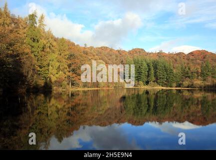 eibenbaum tarn in der Nähe von Coniston im Lake District Nationalpark, Cumbria, England, Großbritannien. Stockfoto