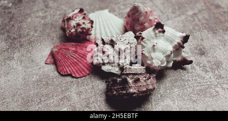 Alte verwitterte Muschelschale Hintergrund. Tapete mit tropischer Meerkonche Stockfoto
