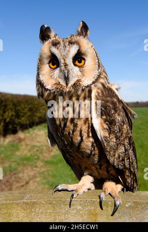 Eule mit langen Ohren, die auf einem Zaun sitzt Stockfoto