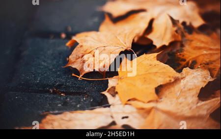 Trocken gefallene gelbe Ahornblätter liegen an einem Oktobertag auf dem Bürgersteig. Blattfall. Die Straßen der Stadt im Herbst. Stockfoto