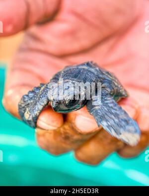 Eine kleine Meeresschildkröte, die während der Tageslichtstunden geschlüpft ist, wird sicher aufbewahrt, bevor sie in der Dämmerung an einem Strand in Unawatuna, Sri Lanka, ins Meer entlassen wird Stockfoto