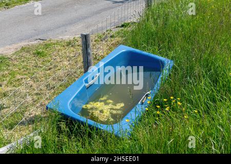 Hochwinkelansicht einer halb mit Wasser gefüllten blauen Badewanne gegen den Zaun im Grasland oder auf der Wiese, die anscheinend als Wasserwanne für Vieh genutzt wird Stockfoto