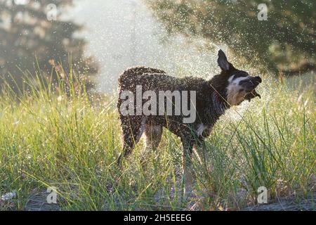 Dies sind Bilder, die ich aufgenommen habe, als ich meinen Hund bei Sonnenaufgang entlang der Küste von Green Bay in einem lokalen Park in der Nähe von Egg Harbor, in Door County WI, spazierte. Stockfoto