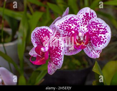 Nahaufnahme atemberaubende Textur weiß rot Farbe Orchidee Blume Bild Stockfoto