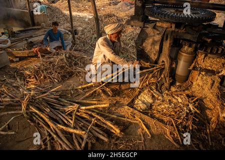 Roorkee, uttarakhand, Indien- Nov 7 2021: Ein Arbeiter setzt Zuckerrohr in eine Brechmaschine, um während der Produktion von Jaggery bei einem Jagger Saft zu gewinnen Stockfoto