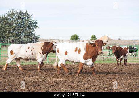 Kuhbetrieb für den menschlichen Verzehr Stockfoto