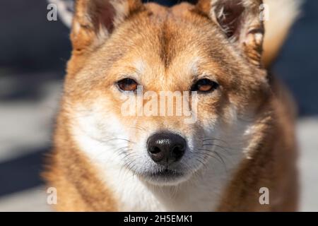 Nahaufnahme eines japanischen Hundes (shiba inu), der die Kamera anschaut - Frontalansicht - selektiver Fokus Stockfoto