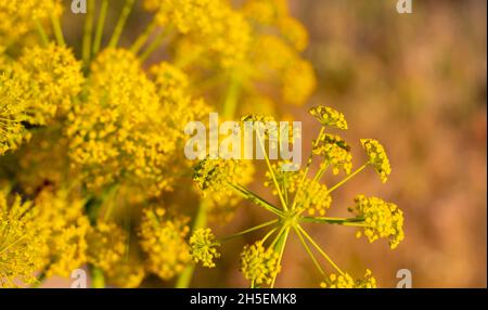 Coronavirus-Muster in der Natur - Wildpflanze mit gelben Blüten - Ferula communis Stockfoto