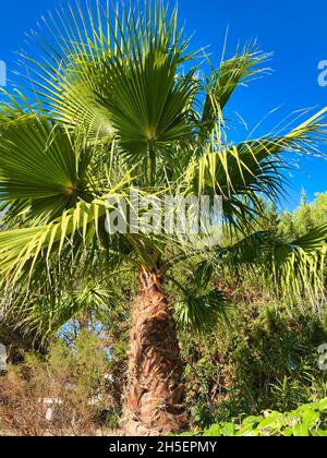 Palmenblättern gegen den blauen Himmel Stockfoto