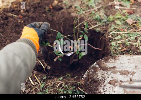 Gärtner pflanzt Rosenbusch im Freien mit Schaufelwerkzeug in den Boden. Herbstarbeiten im Garten. Wurzeln ins Loch setzen Stockfoto