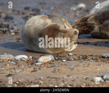 Junge Graue Robbe am Strand Stockfoto