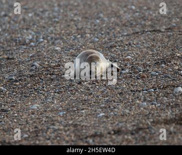 Junge Graue Robbe am Strand Stockfoto