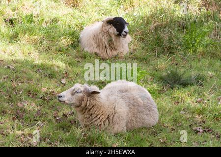 Scottish Blackface Schafe liegen auf einem Feld Stockfoto