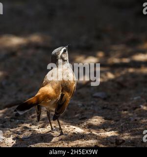 Kalahari Scrub Robin im Kgalagadi Transfrontier Park, Südafrika; specie Cercotrichas paena Familie von Musicapidae Stockfoto
