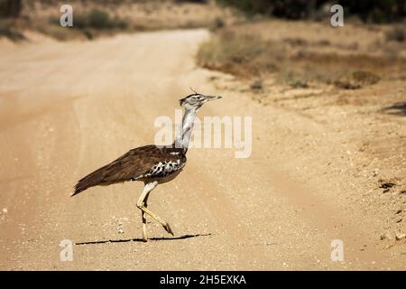 Kori bustard Crossing Safari Schotterstraße in Kgalagadi transfrontier Park, Südafrika ; specie Ardeotis kori Familie von Otididae Stockfoto