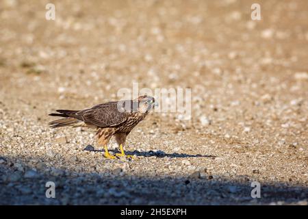 Lanner Falcon Jungtier auf Schotterstraße im Kgalagadi Transfrontier Park, Südafrika; Art Falco biarmicus Familie von Falconidae Stockfoto