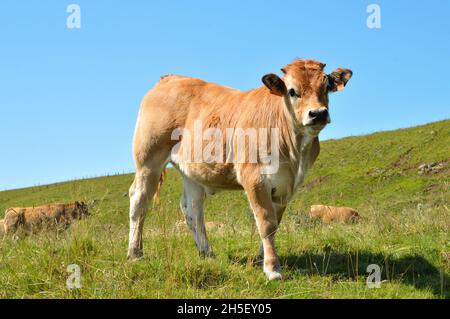 Ein Aubrac-Kalb in einer Herde Kühe in den Bergen. Stockfoto