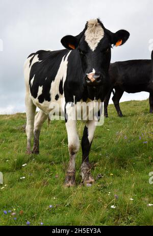 Herde junger Milchkuh oder Färse . Es handelt sich um eine Holstein-Friesenkuh, die für die Milchindustrie verwendet wird. Stockfoto