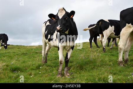 Herde junger Milchkuh oder Färse . Es handelt sich um eine Holstein-Friesenkuh, die für die Milchindustrie verwendet wird. Stockfoto