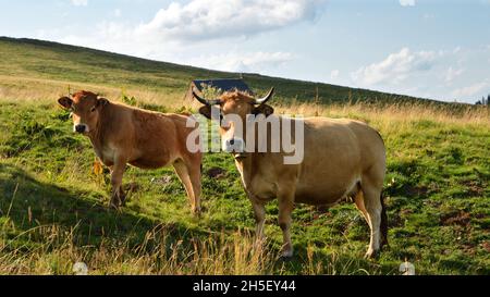 Eine Mutterkuh Aubrac brüte, mit ihrem Kalb auf einem Feld in den Bergen. Stockfoto