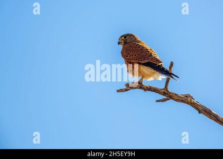 Südafrikanische Kestrel thront auf einem Zweig isoliert in blauem Himmel in Kgalagadi Grenzübergang Park, Südafrika; specie Falco rupicolus Familie von Falconi Stockfoto