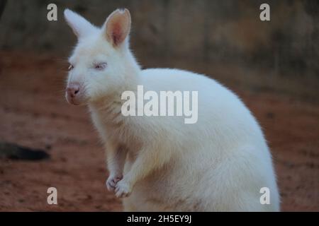 Nahaufnahme eines Albino-Kängurus mit reinem weißen Fell Stockfoto
