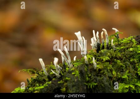 Der Candlesnuff-Pilz (Xylaria hypoxylon) wächst auf einem verfaulenden Baumstumpf bei Beacon Hill Wood in den Mendip Hills, Somerset, England. Auch bekannt als Carbon Antlers oder Hirsch Horn Pilz. Stockfoto