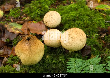 Gewöhnliche Erdball-Pilze (Scleroderma citrinum) im Beacon Hill Wood in den Mendip Hills, Somerset, England. Auch bekannt als Schweinsleder-Giftpuffball. Stockfoto