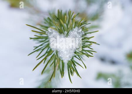 Nahaufnahme eines immergrünen Baumes mit herzförmigem Schnee auf der Oberseite als Konzept für die Liebe im Winter und im Urlaub Stockfoto