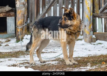 Ein gezähmter Hund, ein Vollblut-Schäferhund, steht in der Nähe eines hohen Holzzauns mit einer gedehnten Kette und einem Halsband Stockfoto