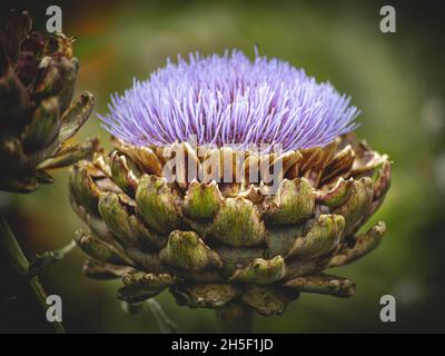 Blumen Stockfoto