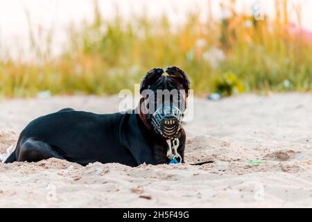 Ein Hund in einer Schnauze und einem Weizchen liegt auf dem Sand und schaut auf die Kamera. Stockfoto